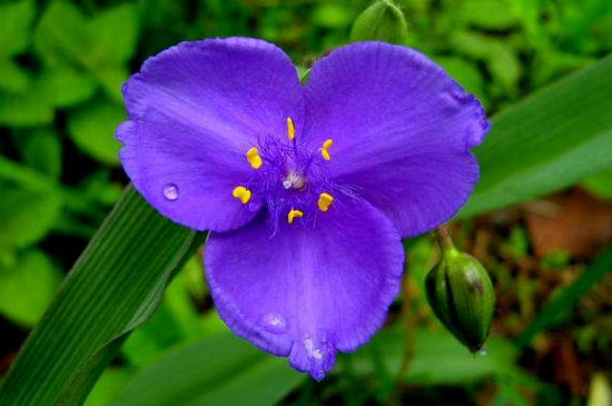 紫露草如何修剪