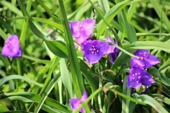 紫露草的养殖办法