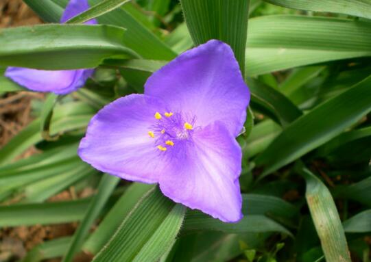 紫露草的养殖办法和留意事项，八个要点让其花繁叶茂