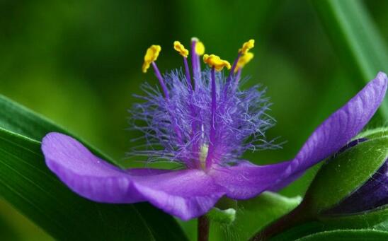 紫露草的养殖办法和留意事项，八个要点让其花繁叶茂