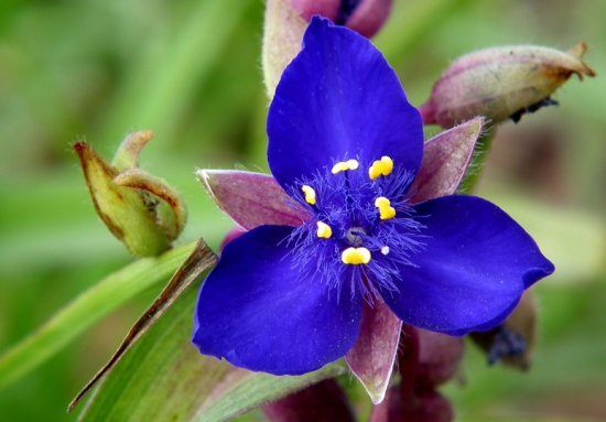 紫露草的日常管理办法：从四个方面讲述紫露草的日常管理