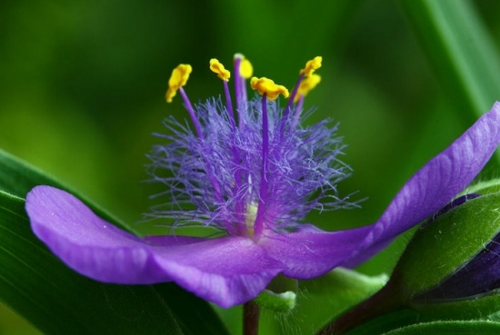 紫露草的日常管理办法：从四个方面讲述紫露草的日常管理