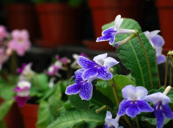 海角樱草的养殖办法和留意事项，四个技巧让它花开满盆