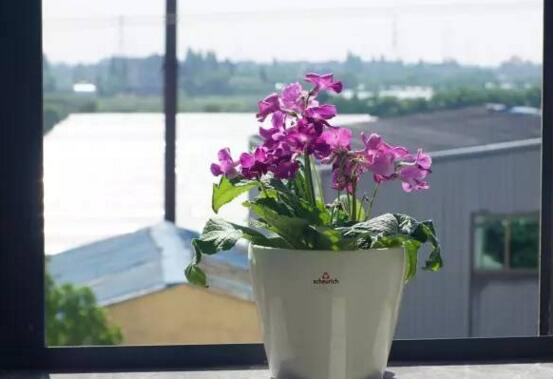 海角樱草的养殖办法和留意事项，四个技巧让它花开满盆