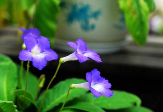 海角樱草的养殖办法和留意事项，四个技巧让它花开满盆