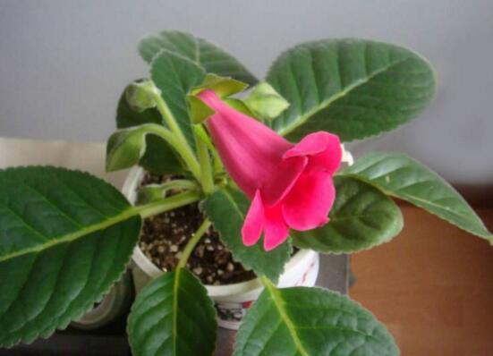 海角樱草的养殖办法和留意事项，四个技巧让它花开满盆