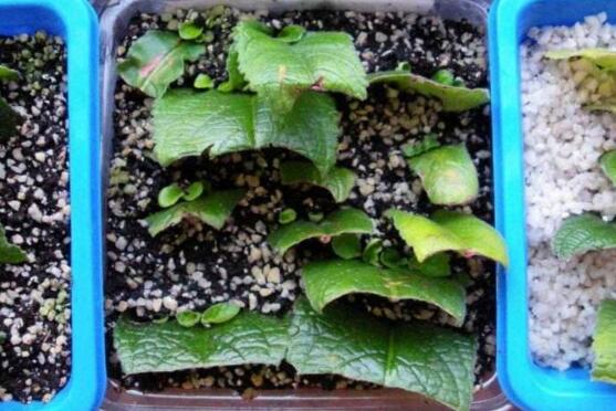 海角樱草的养殖办法和留意事项，四个技巧让它花开满盆