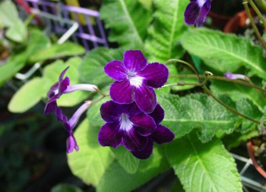 海角樱草的养殖办法和留意事项，四个技巧让它花开满盆