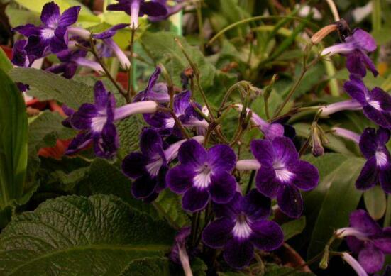 海角樱草的养殖办法和留意事项，四个技巧让它花开满盆