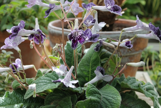 如何养殖海角樱草：喜光，忌暴晒，浇水需适度