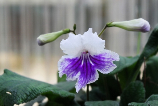 如何养殖海角樱草：喜光，忌暴晒，浇水需适度