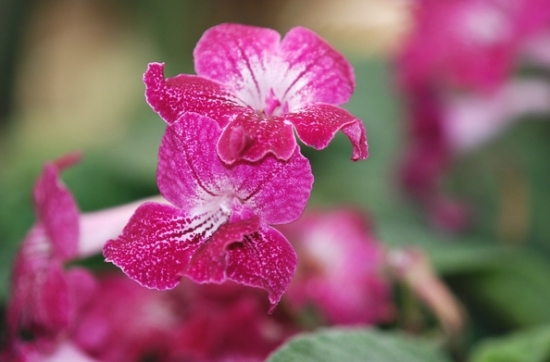 如何养殖海角樱草：喜光，忌暴晒，浇水需适度