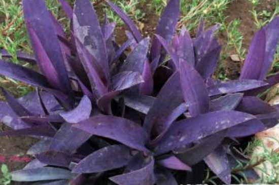 紫竹梅为何不能种家里?