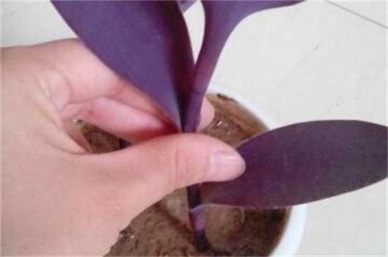 紫竹梅扦插办法图解，做好五点扦插生根