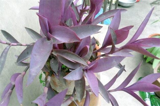 紫鸭趾草如何栽漂亮，六个要点促使生长茂盛
