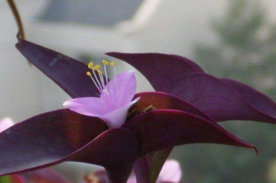 紫鸭拓草开花有毒吗，全株无毒还具有药用价值