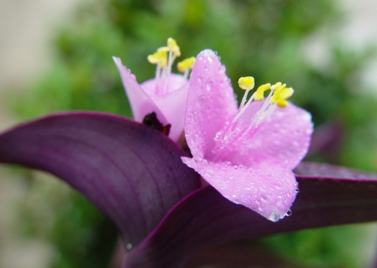 紫鸭跖草的养护办法：喜温暖、湿润，忌阳光暴晒