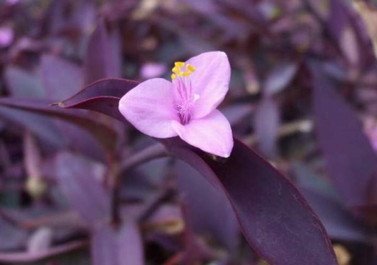 紫鸭跖草的养护办法：喜温暖、湿润，忌阳光暴晒