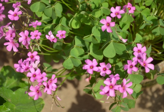 红花酢浆草的复壮办法：更新复壮可以结合分株繁殖实行