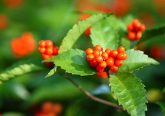 如何栽培草珊瑚：喜阴凉环境，忌强光直射和高温干燥