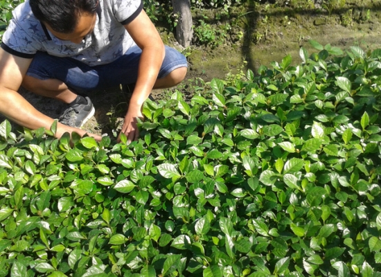 如何栽培草珊瑚：喜阴凉环境，忌强光直射和高温干燥