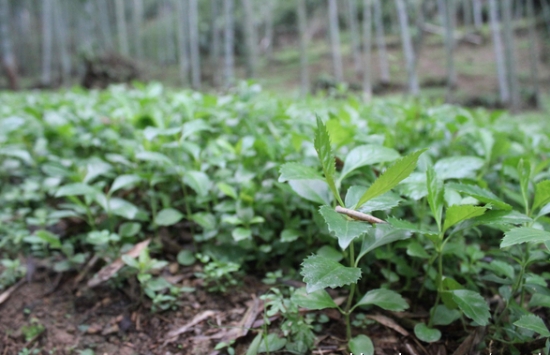 如何栽培草珊瑚：喜阴凉环境，忌强光直射和高温干燥