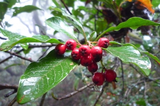 如何栽培草珊瑚：喜阴凉环境，忌强光直射和高温干燥