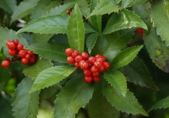 如何栽培草珊瑚：喜阴凉环境，忌强光直射和高温干燥