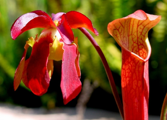 朱迪思瓶子草的养殖办法：浇水最好用雨水或纯净水