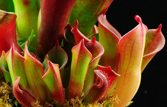 朱迪思瓶子草的养殖办法：浇水最好用雨水或纯净水