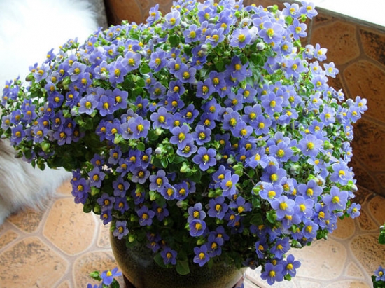 紫芳草的养殖办法：需要保持土壤湿度和充足阳光