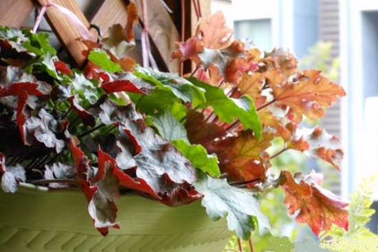 矾根盆栽如何养护 矾根盆栽如何养护:浇水技巧和通风很重要