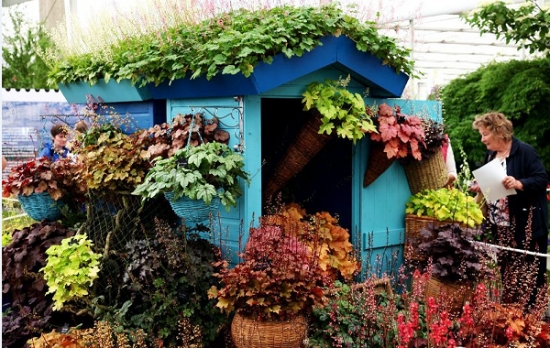 最牛矾根养殖户 矾根盆栽如何养护:浇水技巧和通风很重要