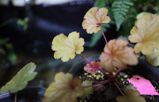 矾根的养殖办法：喜半遮阴、较为冷凉的环境