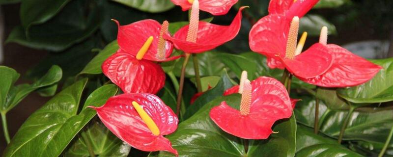 火鹤的养殖办法