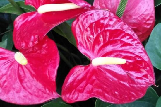 火鹤的养殖办法