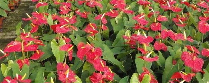 火鹤的养殖办法和留意事项