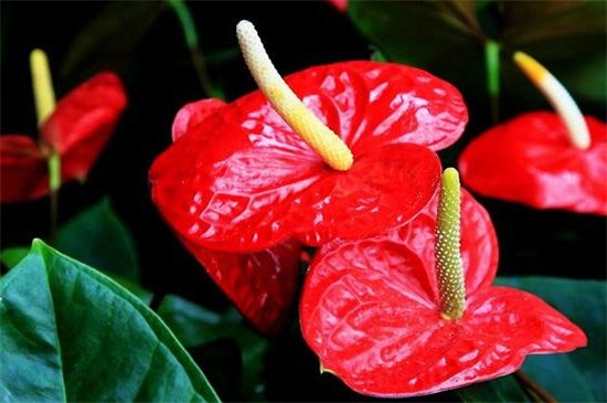 火鹤的养殖办法和留意事项