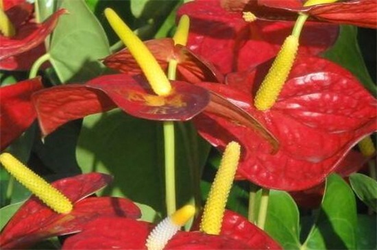 火鹤的养殖办法和留意事项