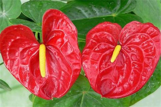 火鹤的养殖办法和留意事项