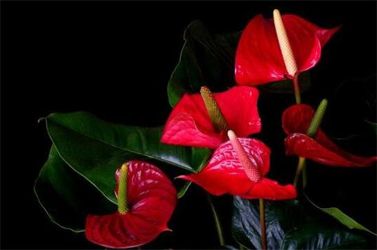 火鹤的养殖办法和留意事项