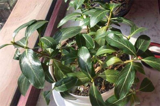 四季梅如何修剪