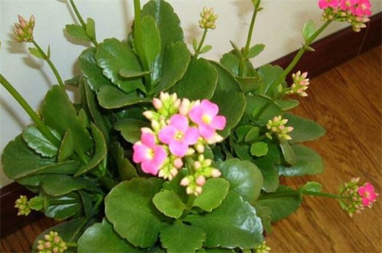 四季梅如何修剪