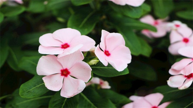 四季梅的养殖办法和留意事项