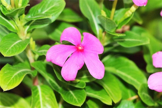 四季梅的养殖办法和留意事项