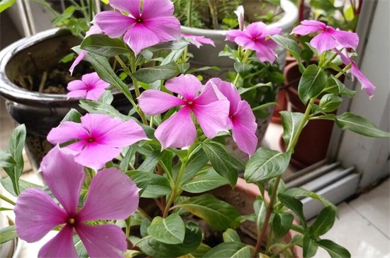 四季梅的养殖办法和留意事项