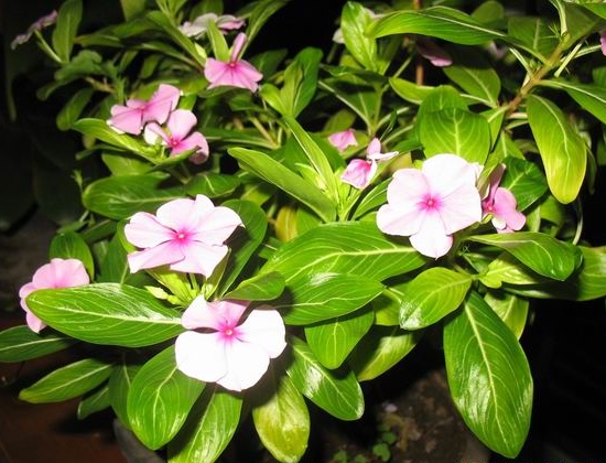 四季梅叶子变黄：四季梅叶子发黄原因及处理办法