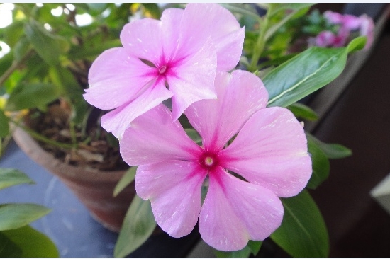 四季梅叶子变黄：四季梅叶子发黄原因及处理办法