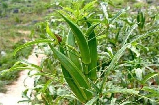 秋葵如何剪枝,4个步骤修剪秋葵枝条