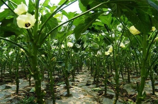 秋葵如何剪枝,4个步骤修剪秋葵枝条